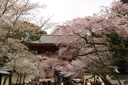 醍醐寺 (11)