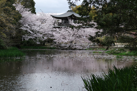 勧修寺 (12)