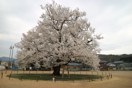 味真野小学校 (2)