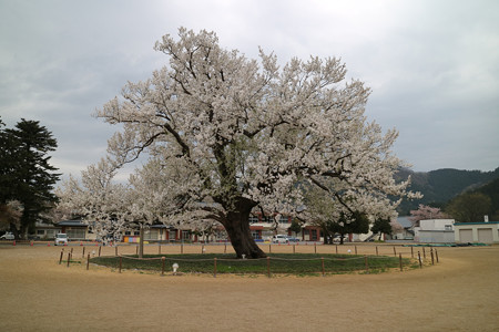 味真野小学校