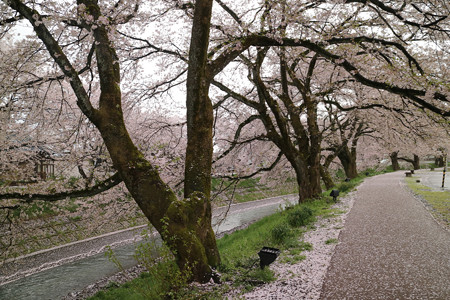 吉野瀬川の桜