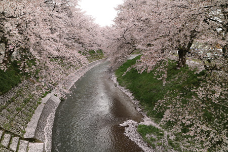 吉野瀬川の桜 (2)