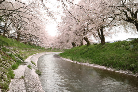吉野瀬川の桜 (3)
