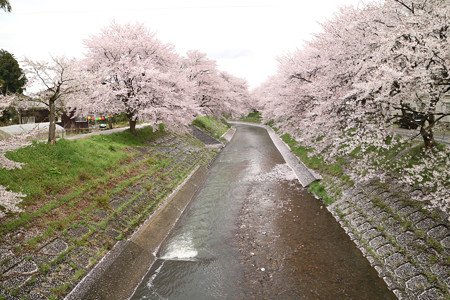 吉野瀬川の桜 (4)