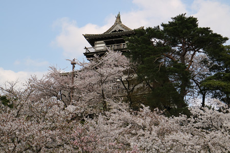 丸岡城 (6)