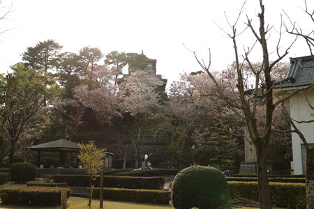 丸岡城 (8)