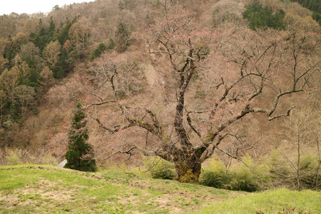 駒つなぎの桜
