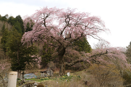 黒船桜