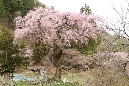 黒船桜 (1)