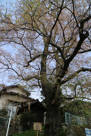 加賀沢白山（加賀沢のエドヒガン）