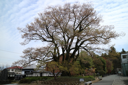 飯田市美術博物館・安富桜（長姫のエドヒガン）