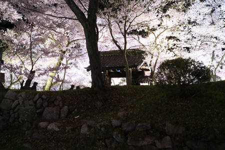高遠城址公園 (3)