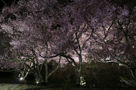 高遠城址公園 (11)