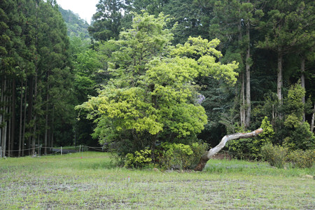 嫁田