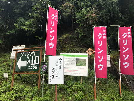 妙高山のクリンソウ (5)