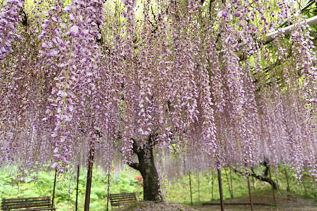 白毫寺 (6)