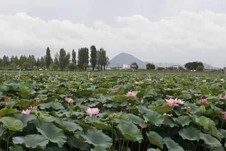 草津市立水生植物公園みずの森 - 07