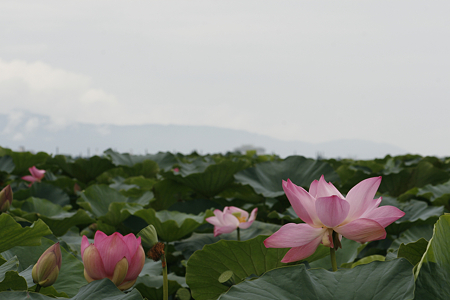 草津市立水生植物公園みずの森 - 09