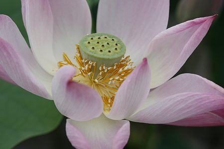 草津市立水生植物公園みずの森 - 18
