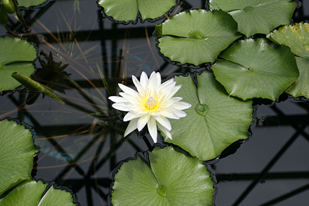 草津市立水生植物公園みずの森 - 23