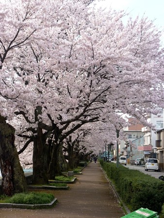 16、寺町～犀川の桜