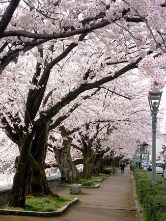 17、寺町～犀川の桜