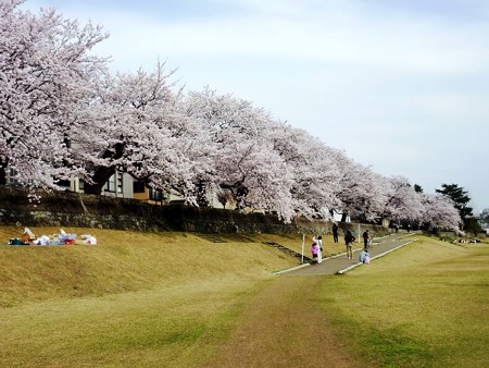 19、寺町～犀川の桜