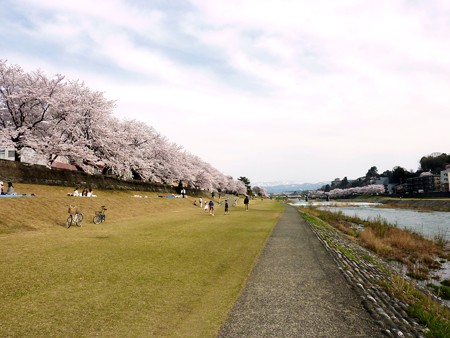 20、寺町～犀川の桜
