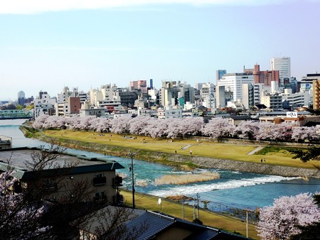 29、寺町～犀川の桜