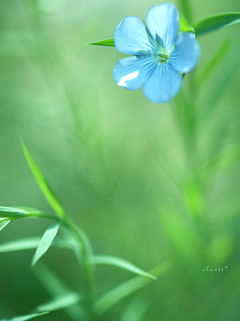 亜麻の花・2