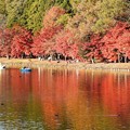 紅葉の公園ボート池