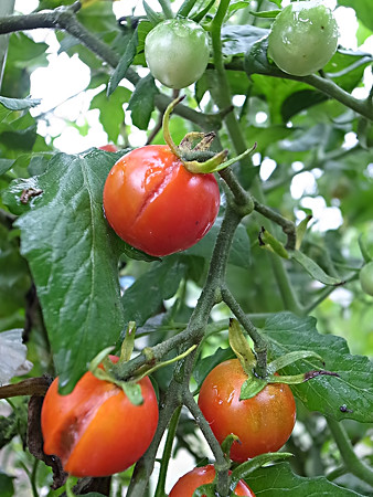 R0037624