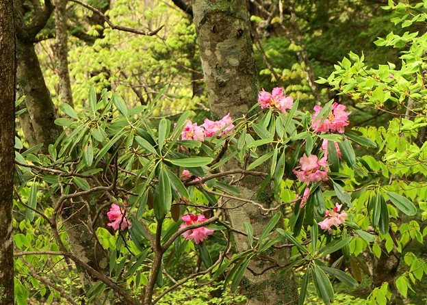 rs-170514_S1642_アズマ石楠花(西沢渓谷)