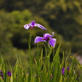 rs-170620_27_花菖蒲・大池・SL(三渓園) (8)