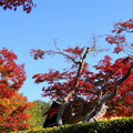 Photos: 171107_07_日本庭園の様子・S18200(昭和記念公園) (34)