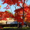 171107_07_日本庭園の様子・S18200(昭和記念公園) (52)