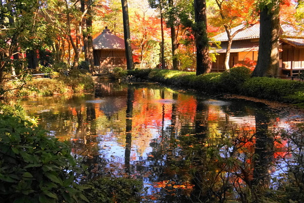 rs-171121_32_放生池辺りの紅葉・S18200(平林寺) (1)