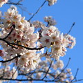 Photos: 府中の森公園☆桜♪