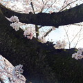 Photos: 府中の森公園☆桜♪