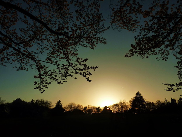 Photos: 府中の森公園☆夜桜と夕陽
