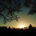 府中の森公園☆夜桜と夕陽
