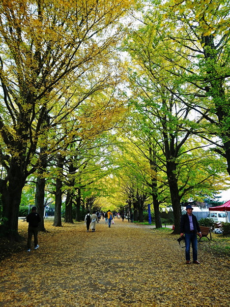 Photos: 昭和記念公園 ポプラ並木