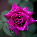 Rose-3721