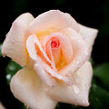 Rose-3728