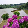 Photos: 紫陽花と棚田