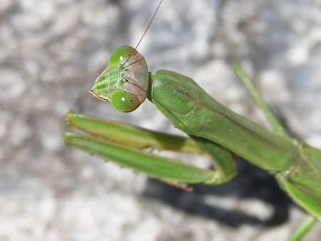 カマキリ