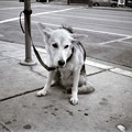 Photos: サンフランシスコの犬