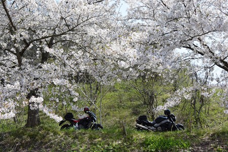 下西連の桜並木