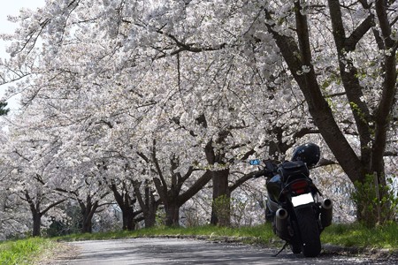 下西連の桜並木