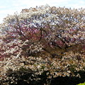 公園の山桜